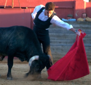 The author bullfighting on the estate of Enrique Moreno de la Cova, in the background alongside Antonio Miura, by Nicolás Haro, from Into The Arena: The World Of The Spanish Bullfight