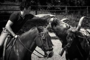 The author with one of the steers by Nicolás Haro